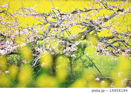 桃の木の写真素材