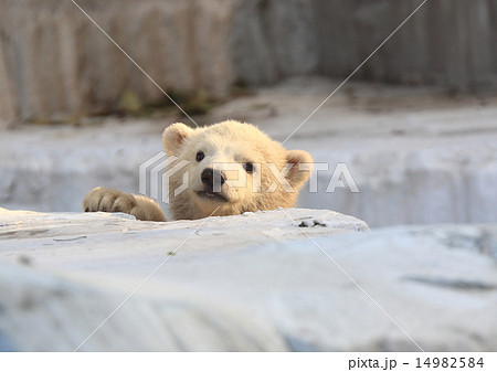 北極熊子供白クマ赤ちゃんの写真素材