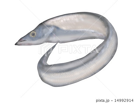 太刀魚のイラスト素材