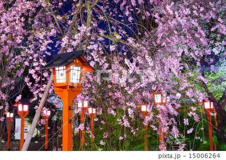 灯篭 平野神社 枝垂れ桜 ライトアップの写真素材