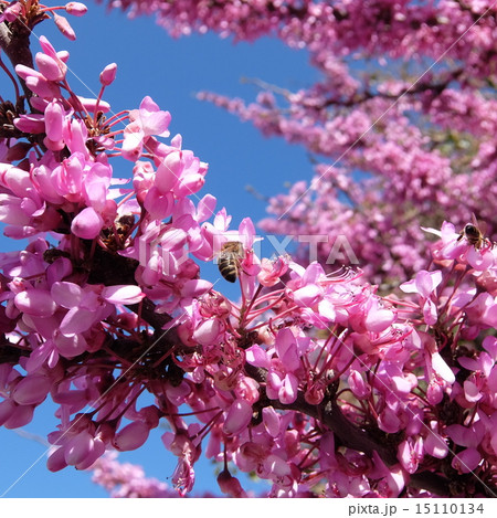 西洋花蘇芳の写真素材 西洋花蘇芳の写真素材