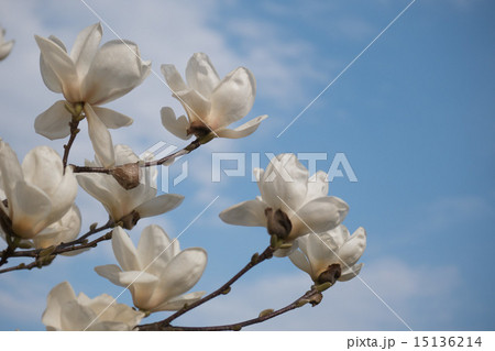 歓迎 花言葉 の写真素材