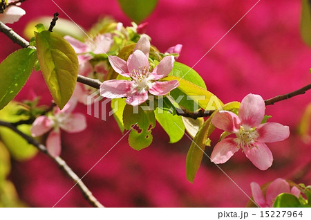 カリンの花の写真素材