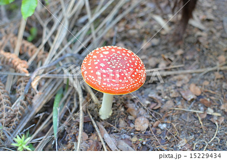 キノピオ 毒キノコの写真素材 キノピオ 毒キノコの写真素材