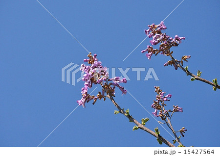 桐の花の写真素材 - PIXTA