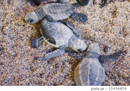 ヒメウミガメの写真素材