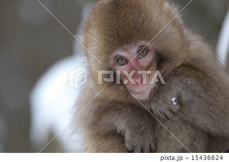 山之内町 猿の写真素材