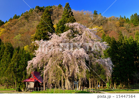 しだれ桜 桜 おしら様 湯沢市の写真素材