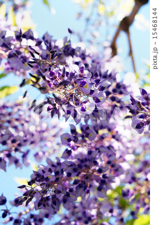 奥床しいの写真素材