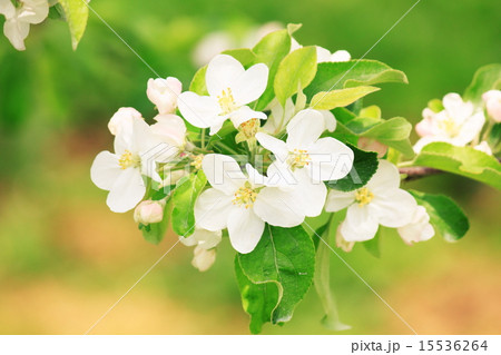 りんごの花の写真素材