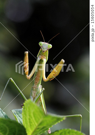 カマキリ 威嚇 昆虫の写真素材 - PIXTA