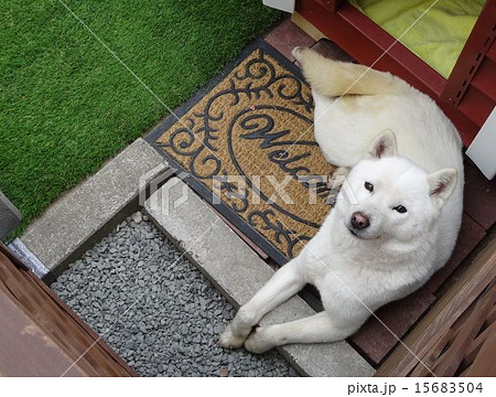 北海道犬の写真素材