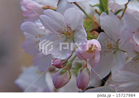 駿河小町 バラ科 花 桜の写真素材