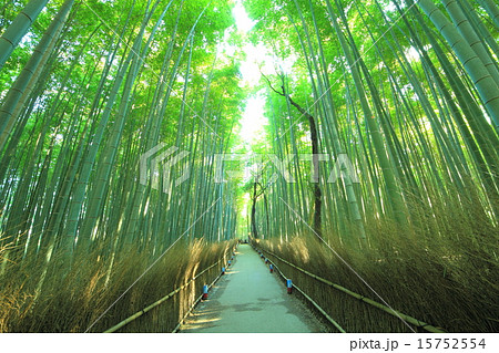 嵐山 竹林の小径 デートスポット 京都市の写真素材