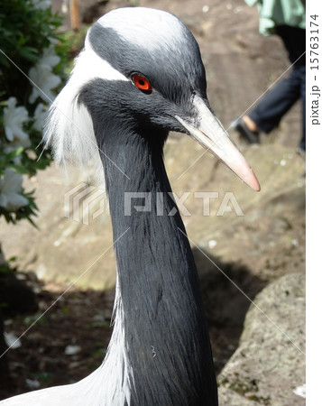 アネハヅル ツル科 横顔 鳥類の写真素材