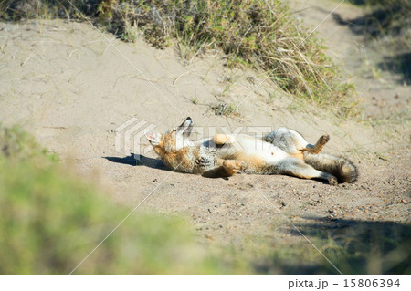きつね キツネ 狐 灰色の写真素材 - PIXTA