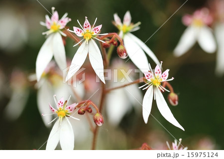 ユキノシタ 雪ノ下 満開の花 野草の写真素材