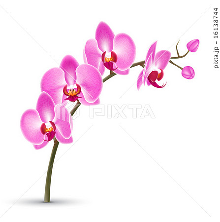 Branch Of Pink Orchid Isolated On Whiteのイラスト素材