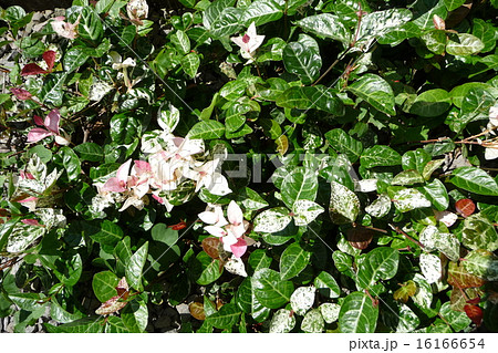 ゆきのかずら 植物の写真素材