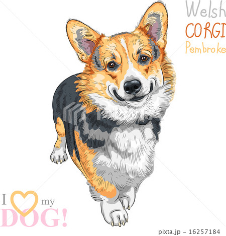 Vector Sketch Dog Pembroke Welsh Corgi Smilingのイラスト素材