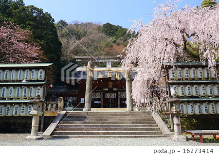 大石神社浪人47 山科区大石内藏助樱花京都府照片素材