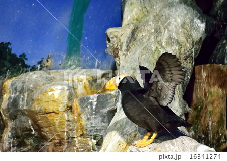 花魁鳥の写真素材