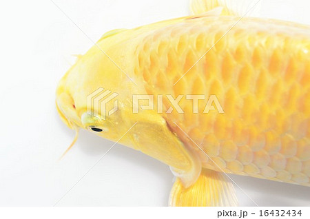 金色のコイの写真素材 - PIXTA