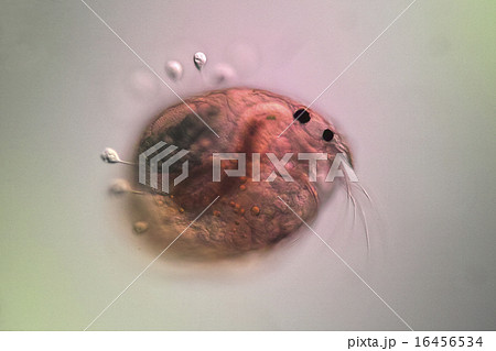 ミジンコ プランクトン 微生物 かわいいの写真素材