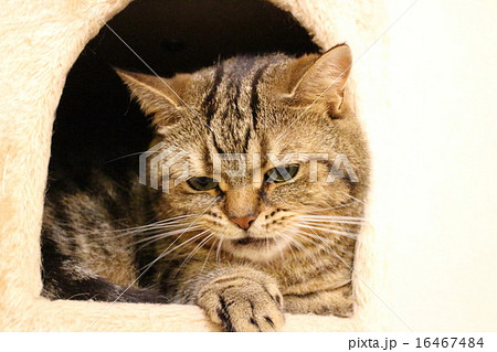 Foto de Funny face angry face cat american short hair.変顔怒り顔猫アメリカンショートヘア do  Stock