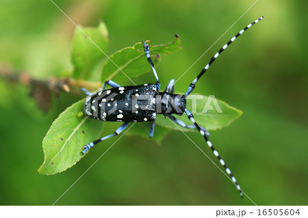 カミキリ カミキリ虫 白黒 水玉の写真素材