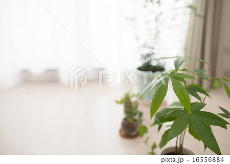 観賞用植物の写真素材