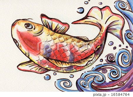 錦鯉 水彩画 鯉 魚のイラスト素材 - PIXTA