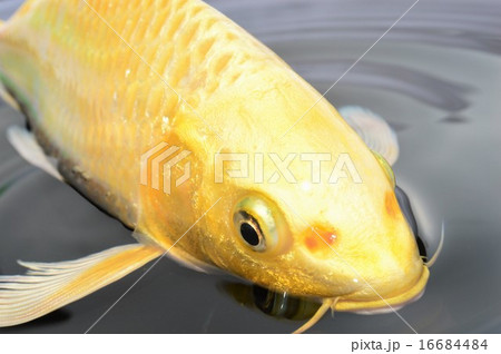 金色のコイの写真素材 - PIXTA