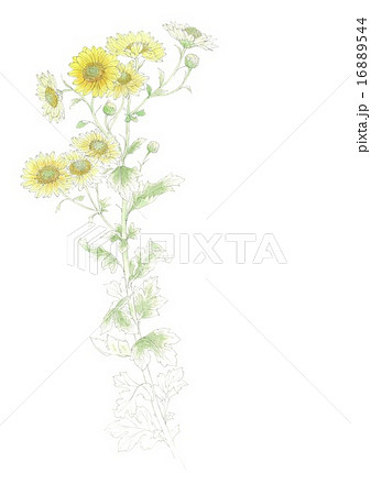寒菊の花の写真素材