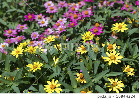 ホソバヒャクニチソウの花の写真素材