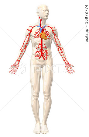 人体 全身 心臓 血管のイラスト素材