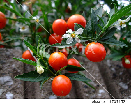 白色花 冬珊瑚 タマサンゴ 玉珊瑚の写真素材