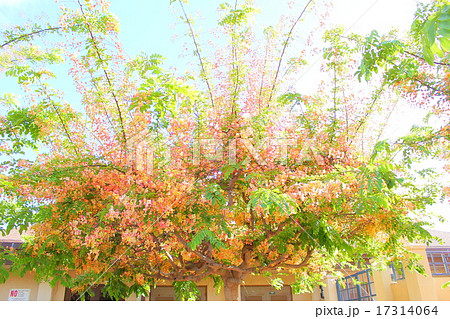 レインボーシャワーツリー 花 ハワイ州 緑の写真素材