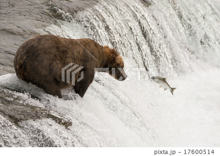 くま クマ 熊 サーモンの写真素材