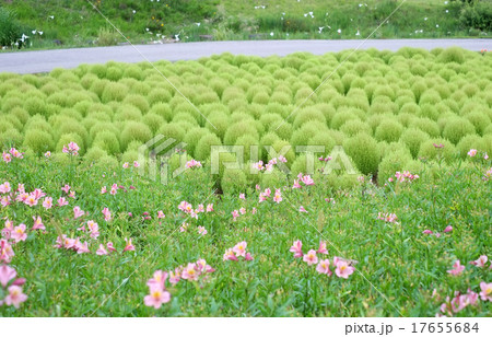 コキア 園芸植物 ひるがの高原 ひるがのの写真素材