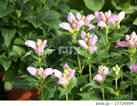 花 植物 ゴマノハグサ科 リオンの写真素材