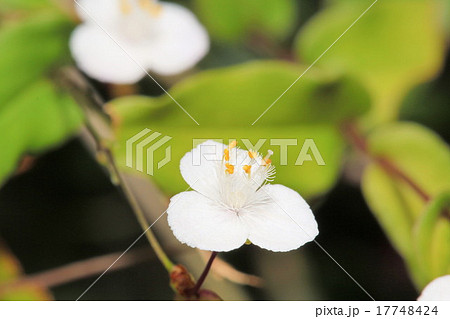 ブライダルベール 花の写真素材