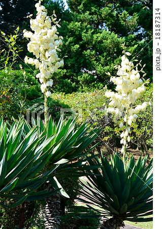 イトラン 糸蘭の写真素材