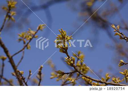 椚 クヌギの蕾 花言葉は おだやかさ の写真素材 1754