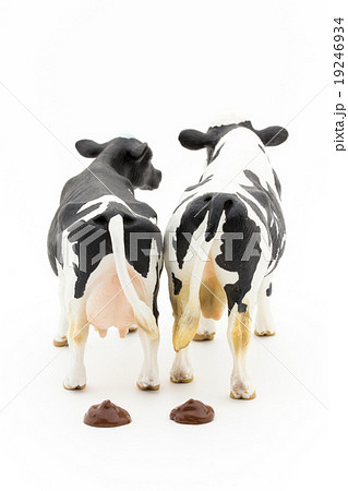 牛のフンの写真素材