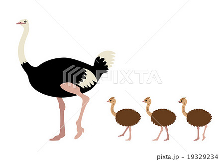 Ostrich Pngs