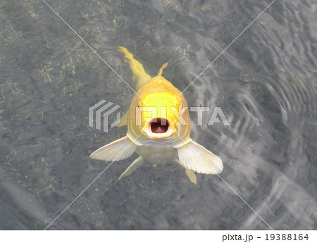 魚 顔 金色 鯉 口 正面の写真素材