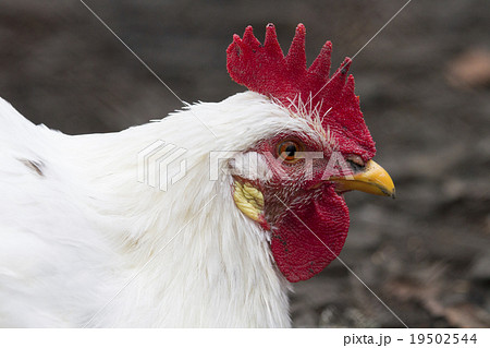 ニワトリ 鳥 鳥類 顔の写真素材