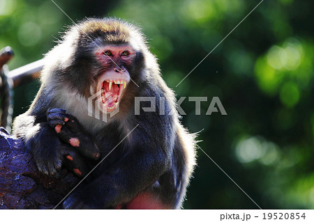 猿 動物 怒る 怒りの写真素材