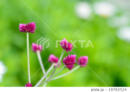 千紅花火の写真素材